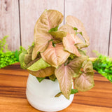 4" Syngonium Strawberry Cream