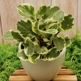 4" Peperomia Variegated "Citrus Twist"