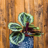 6" Calathea Medallion