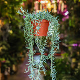 8" Senecio Radicans Glauca String of Fish Hooks