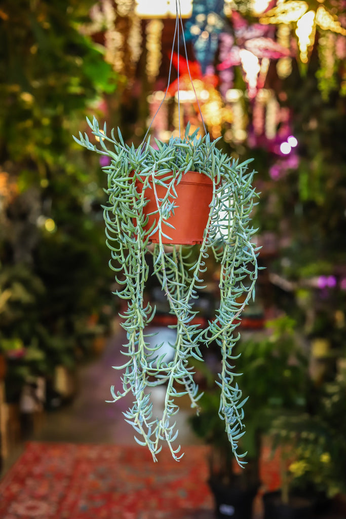 8" Senecio Radicans Glauca String of Fish Hooks