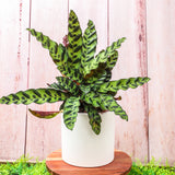 4" Calathea Lancifolia "Rattlesnake"
