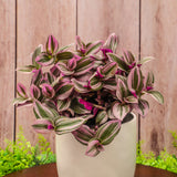 6" Tradescantia Nanouk