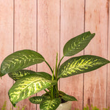 6" Dieffenbachia Tropic Snow