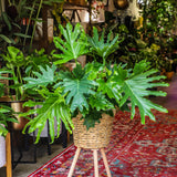 5 Gallon Philodendron Lickety Split
