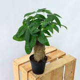 4" Pachira Stump (Money Tree)