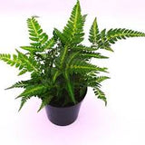 6" East Indian Holiday Fern