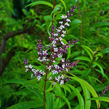 Lemon Verbena 1 Gallon