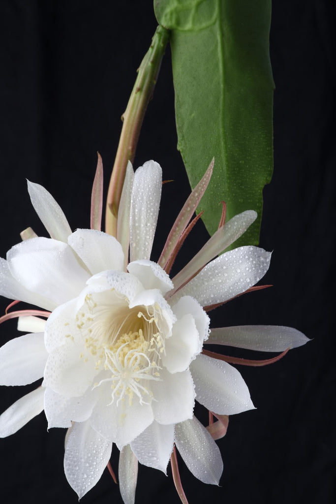 4" Queen Of The Night (Orchid Cactus)