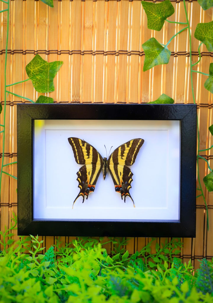 8" x 6" Tiger Swallowtail - Pinned Butterfly