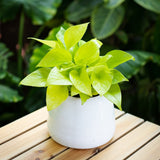 Pothos Variety In 5" Tegan Pot