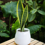 Snake Plant Variety In 5" Tegan Pot
